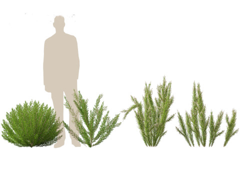 Erica Arborea - Tree heath 3D Model