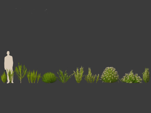 Erica Arborea - Tree heath 3D Model