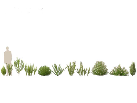 Erica Arborea - Tree heath 3D Model