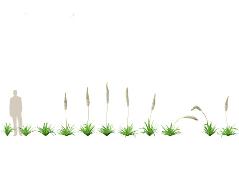 Eremurus himalaicus - Foxtail lily 3D Модель