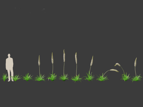 Eremurus himalaicus - Foxtail lily 3D Модель