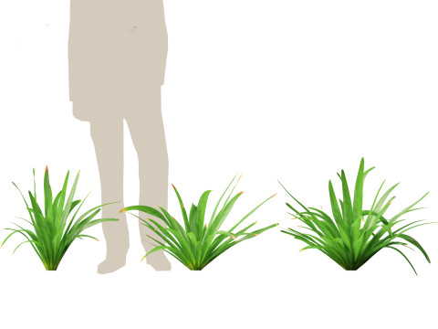 Eremurus himalaicus - Foxtail lily 3D Модель