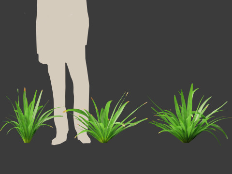 Eremurus himalaicus - Foxtail lily 3D Модель