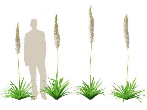Eremurus himalaicus - Foxtail lily 3D Модель