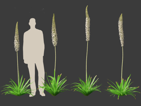 Eremurus himalaicus - Foxtail lily 3D Модель