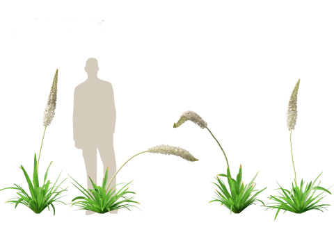 Eremurus himalaicus - Foxtail lily 3D Модель
