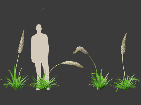 Eremurus himalaicus - Foxtail lily 3D Модель