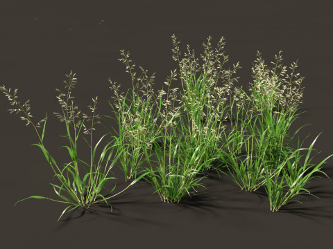 Eragrostis cilianensis - Stink Grass 3D मॉडल