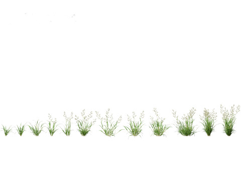 Eragrostis cilianensis - Stink Grass 3D मॉडल