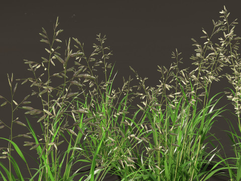 Eragrostis cilianensis - Stink Grass 3D मॉडल