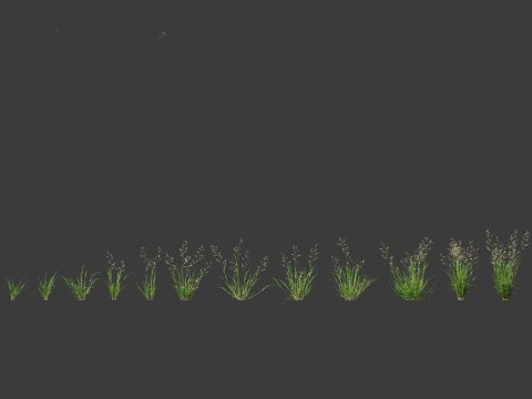 Eragrostis cilianensis - Stink Grass 3D मॉडल
