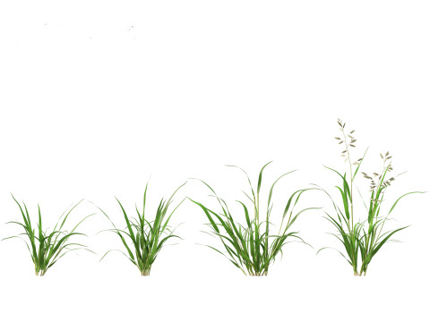 Eragrostis cilianensis - Stink Grass 3D मॉडल