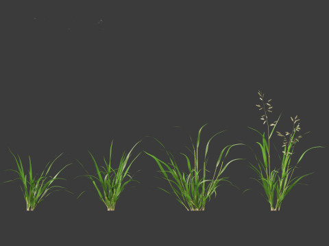 Eragrostis cilianensis - Stink Grass 3D मॉडल