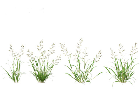 Eragrostis cilianensis - Stink Grass 3D मॉडल