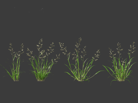 Eragrostis cilianensis - Stink Grass 3D मॉडल
