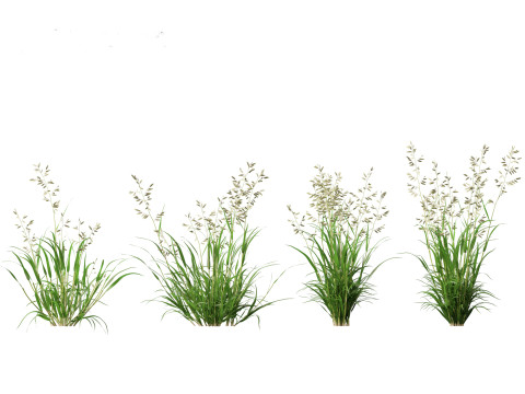 Eragrostis cilianensis - Stink Grass 3D मॉडल