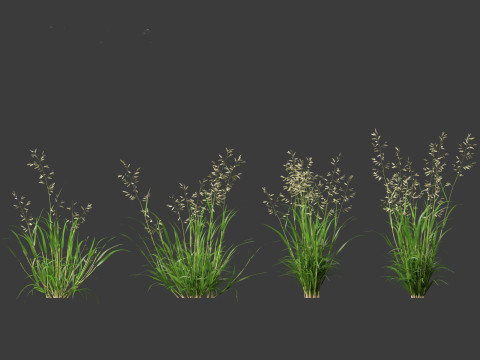 Eragrostis cilianensis - Stink Grass 3D मॉडल