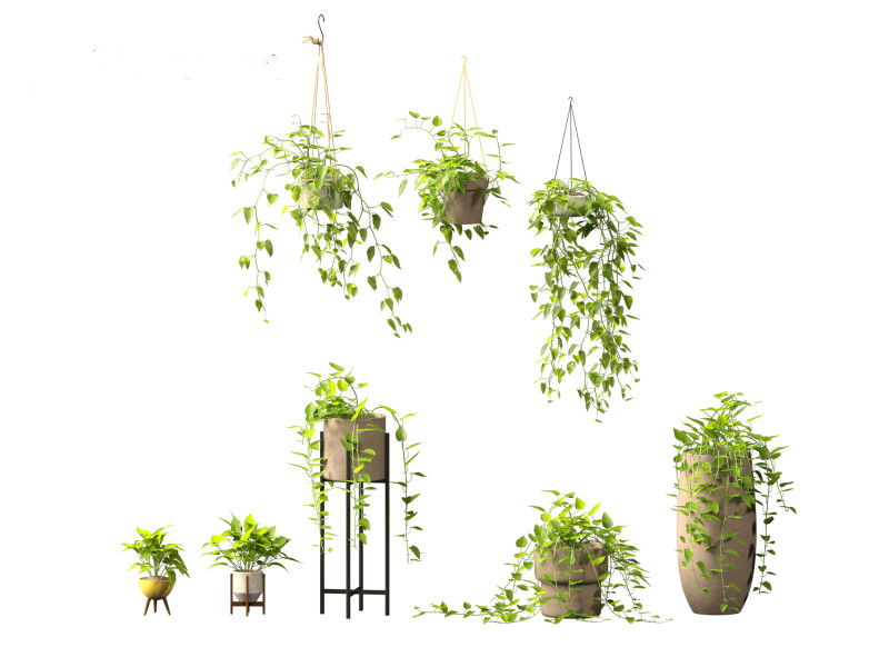 Epipremnum aureum - Rattan Plant Model 3D .c4d .max .obj .3ds .fbx .stl .blend