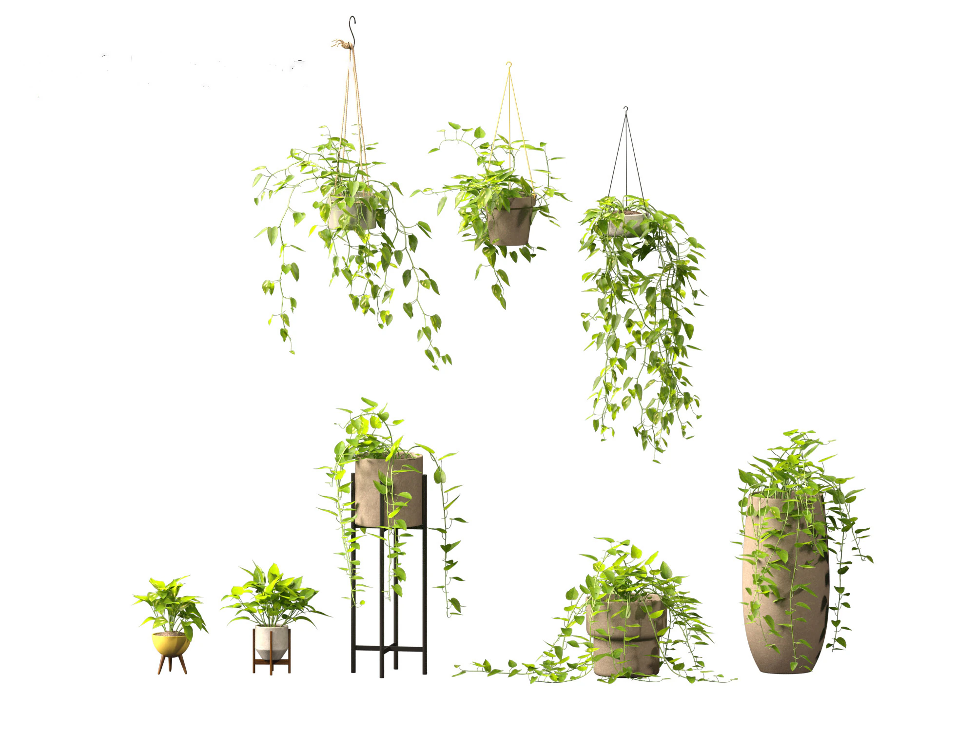 Epipremnum aureum - Rattan Plant 3D Model .c4d .max .obj .3ds .fbx .stl .blend