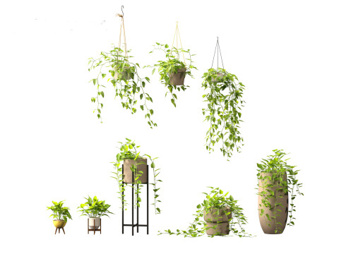 Epipremnum aureum - Rattan Plant 3Dモデル