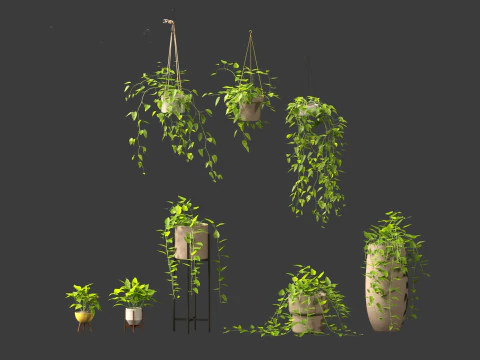 Epipremnum aureum - Rattan Plant 3D Model