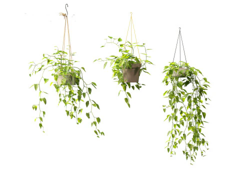 Epipremnum aureum - Rattan Plant 3D Model