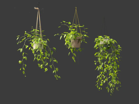Epipremnum aureum - Rattan Plant 3D Model