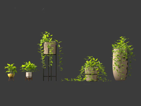 Epipremnum aureum - Rattan Plant 3D Model