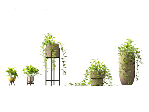Epipremnum aureum - Rattan Plant 3D Model