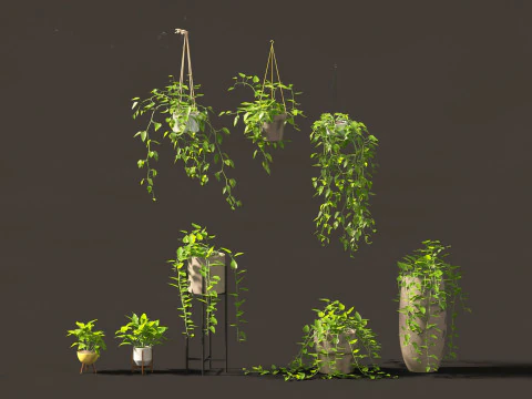 Epipremnum aureum - Rattan Plant 3D Model