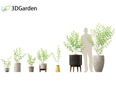 Cestrum nocturnum - Lady of the Night 3D Model