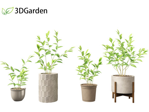 Cestrum nocturnum - Lady of the Night 3D मॉडल