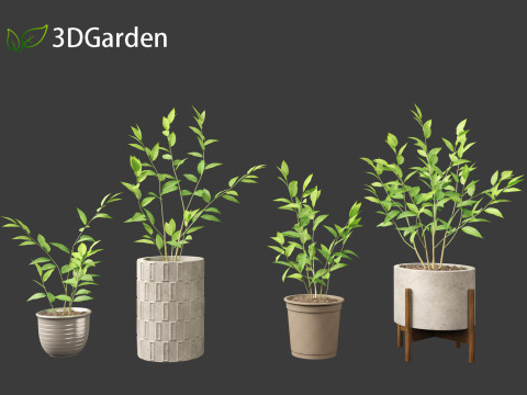 Cestrum nocturnum - Lady of the Night 3D मॉडल