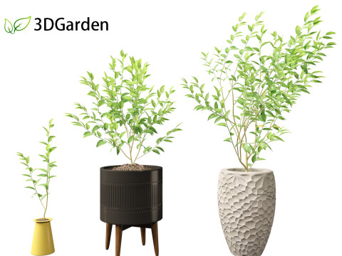 Cestrum nocturnum - Lady of the Night 3D मॉडल