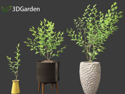 Cestrum nocturnum - Lady of the Night 3D मॉडल