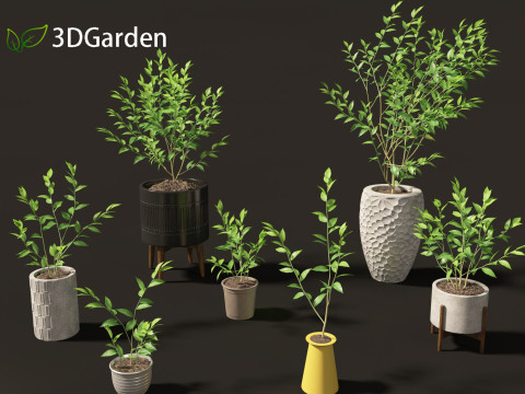Cestrum nocturnum - Lady of the Night 3D मॉडल