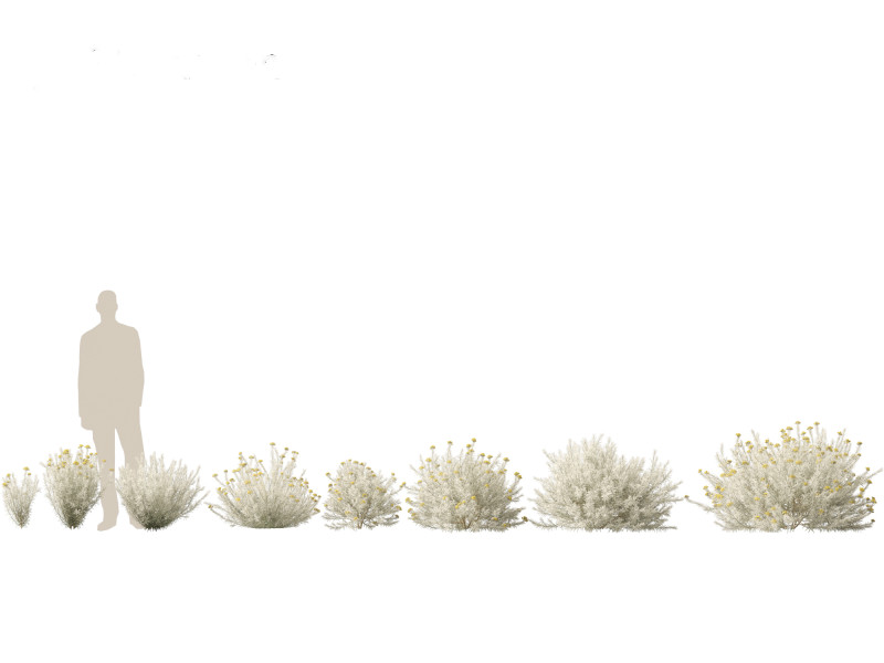 Helichrysum italicum - Curry plant 3D Model .c4d .max .obj .3ds .fbx .stl .blend 