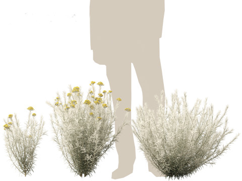 Helichrysum italicum - Curry plant 3D Model