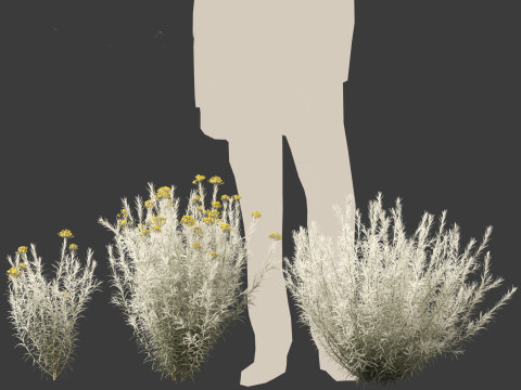 Helichrysum italicum - Curry plant 3D Model