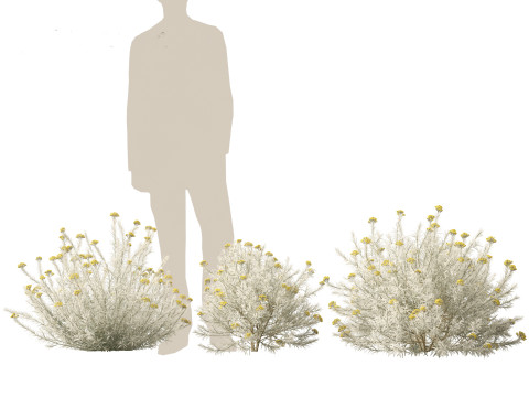 Helichrysum italicum - Curry plant 3D Model