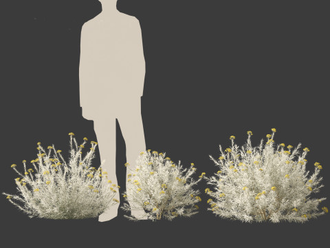 Helichrysum italicum - Curry plant 3D Model