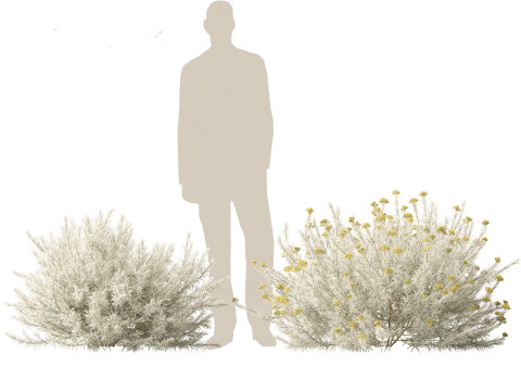 Helichrysum italicum - Curry plant 3D Model