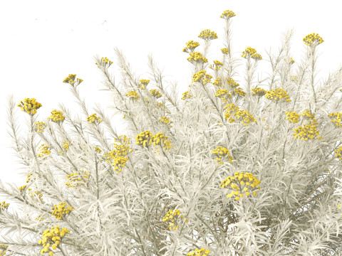 Helichrysum italicum - Curry plant 3D Model