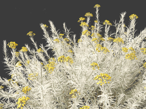 Helichrysum italicum - Curry plant 3D Model
