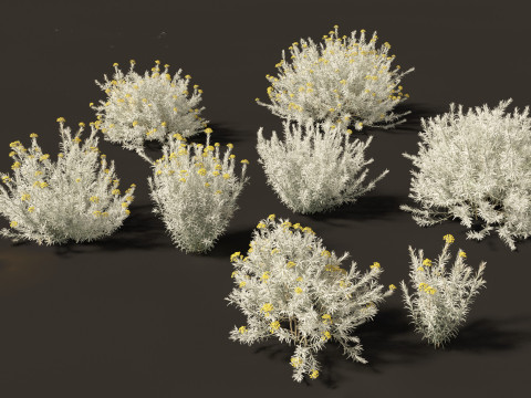 Helichrysum italicum - Curry plant 3D Model