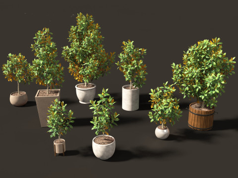 Magnolia grandiflora Teddy Bear 01 3D Model
