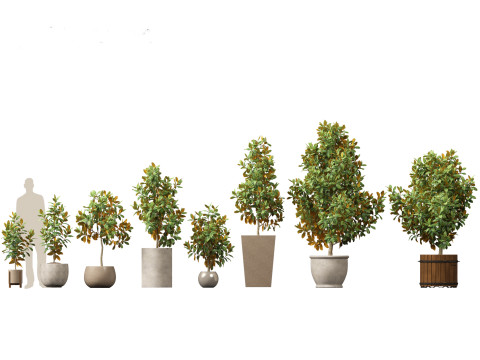 Magnolia grandiflora Teddy Bear 01 Modelo 3D