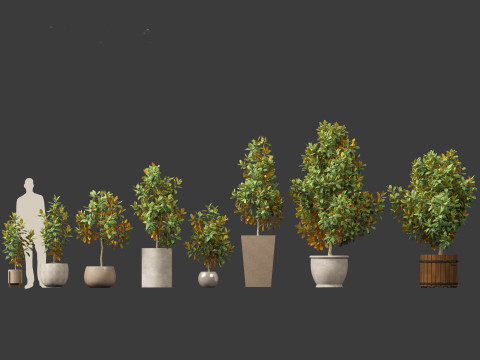 Magnolia grandiflora Teddy Bear 01 Modelo 3D