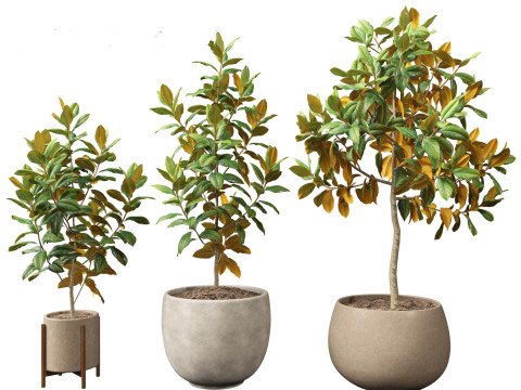 Magnolia grandiflora Teddy Bear 01 Modelo 3D