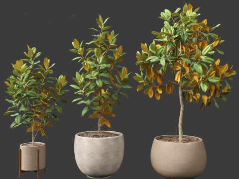 Magnolia grandiflora Teddy Bear 01 Modelo 3D